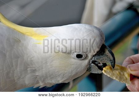 Australian Sulphur-crested Cockatoo (Cacatua galerita) taking a cracker/biscuit standing on a balcony rail. Gosford New South Wales Australia. photograph by Geoff Childs.