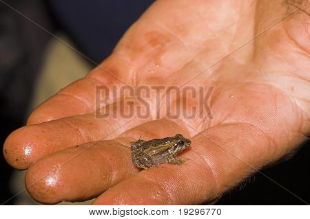 crinia signifera, kişi yandan yaygın kahverengi toadlet