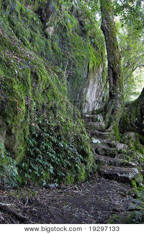 en sti og trin, der fører gennem oxley world heritage regnskov