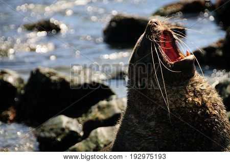 A Fur seal at Godthul, South Georgia,  showing it's teeth