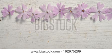 Phlox Subulata On A Wooden Background With Copy Space
