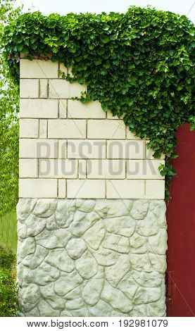 Brick wall with ivy.  architect . decorative