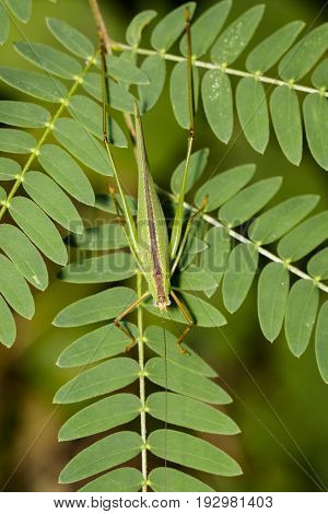 Image of grasshopper (Small Green Leaf Katydid.Orthelimaea leeuwenii) on green leaves. Insect Animal