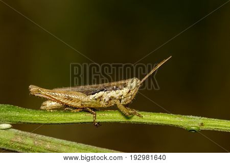 Image of a Brown grasshopper (Hieroglyphus banian) on nature background. Insect Animal