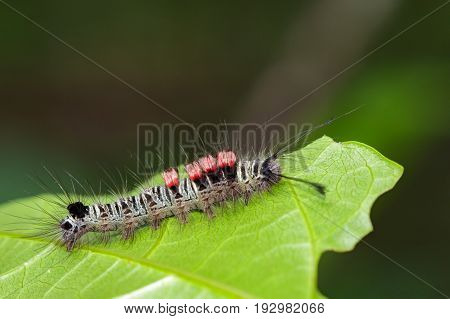 Image of a caterpillar bug on green leaves. Insect Animal