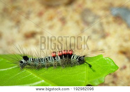 Image of a caterpillar bug on green leaves. Insect Animal