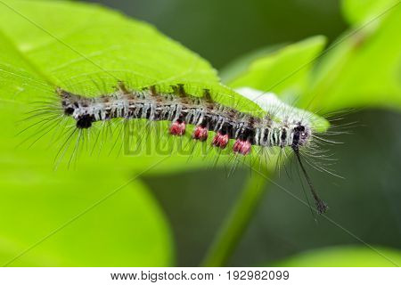 Image of a caterpillar bug on green leaves. Insect Animal