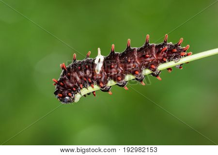Image of a caterpillar bug on nature background. Insect Animal