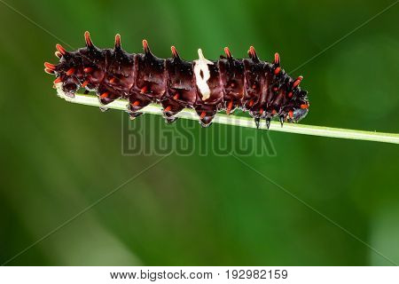 Image of a caterpillar bug on nature background. Insect Animal