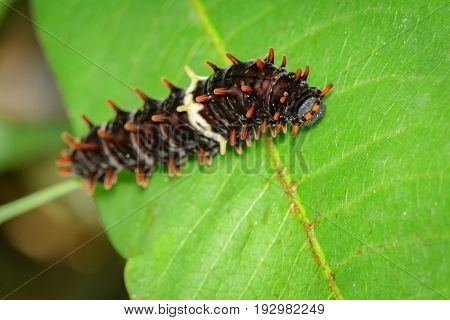 Image of a caterpillar bug on green leaves. Insect Animal