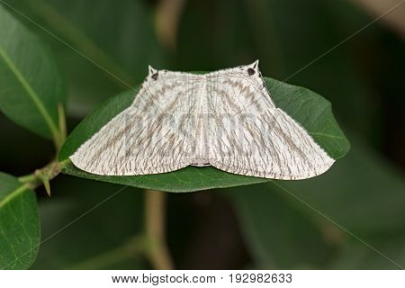 Image of Pointed Flatwing Butterfly(Micronia aculeata) on green leaves. Insect Animal