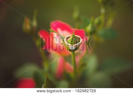 Elegant gold ring on the unblown Bud of a pink rose. Close-up photo with blurred background.
