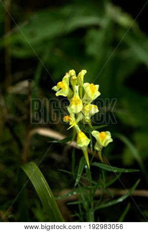 A toadflax flower growing on a summer meadow.