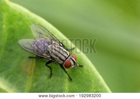Image of a flies (Diptera) on green leaves. Insect Animal