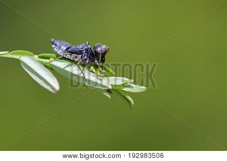 Image of dragonfly larva dried on green leaves. Insect Animal