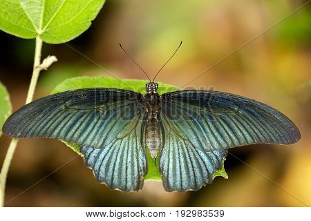 Image of Great Mormon Butterfly(male) on green leaves. Insect Animal. (Papilio memnon agenor Linnaeus1758)