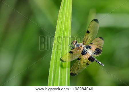 Image of a rhyothemis phyllis dragonflies on green leaves. Insect Animal