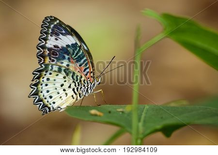 Image of a Plain Tiger Butterfly on green leaves. Insect Animal. (Danaus chrysippus chrysippus Linnaeus 1758)