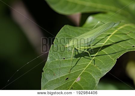 Image of a grasshoppers on green leaves. Insect Animal (Dark Tympanal Katydid. Holochlora nigrotympana)