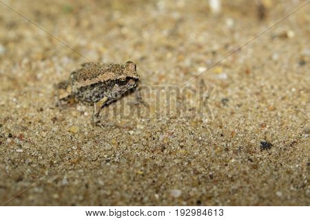 Image of little bullfrog (Kaloula pulchra) on the ground. Animal