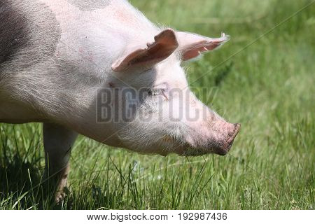Spotted pietrain breed pig head shot at animal farm on pasture