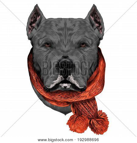 dog breed Dogo head scarf looks right sketch vector graphics color picture grey hair