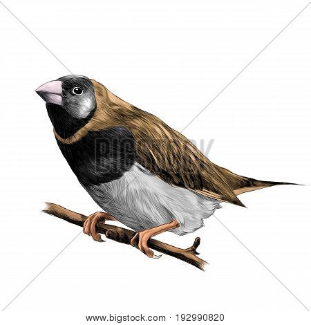 bird of finches sitting on a branch of a tree sketch vector graphics color drawing of a beige and white feathers