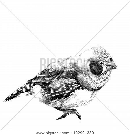 bird amadina sketch vector graphics black and white drawing
