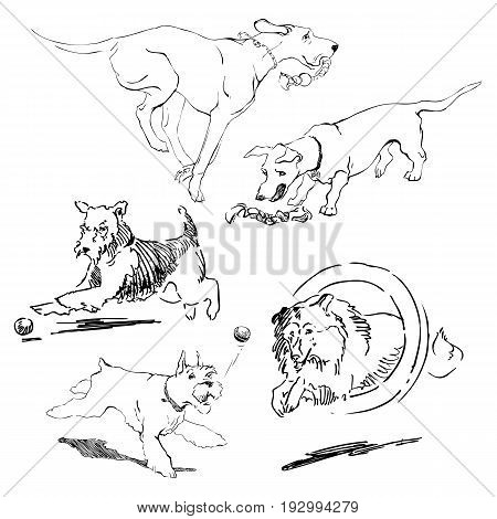 A set of drawings of different breeds dogs in motion. Games with dogs for a walk. Hand drawing sketch