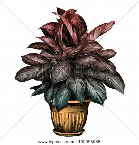 the flower pot aglaonema sketch vector graphics colored drawing gradient turquoise green red and beige pot