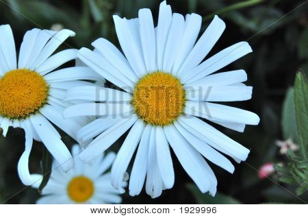 Branco Burst