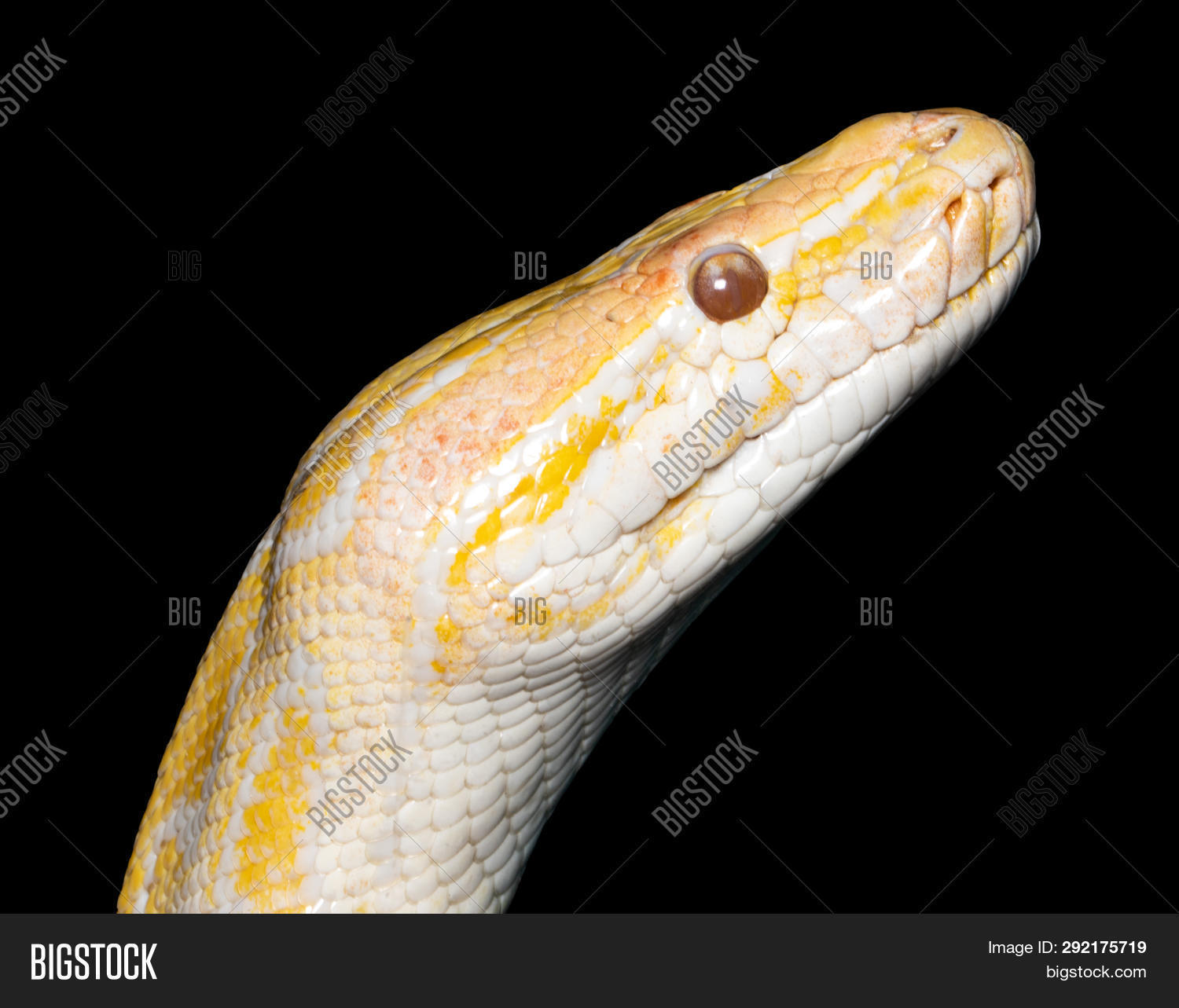 Image Preview