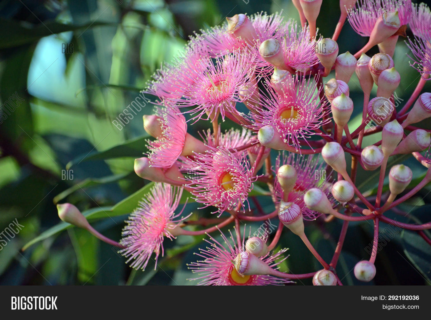 Pink Blossoms Image Photo Free Trial Stock Pink Blossoms Image Photo Free Trial Stock