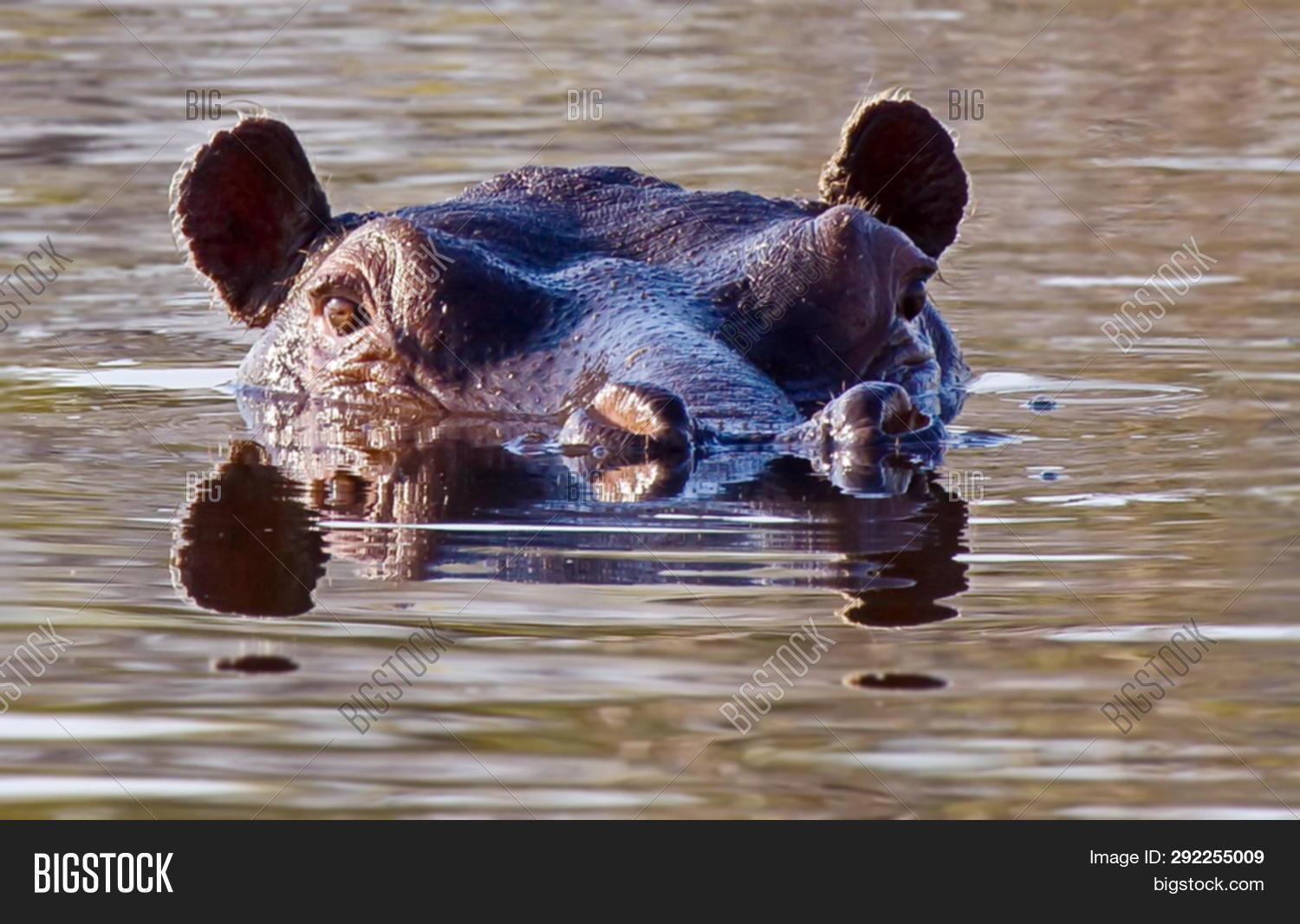 32+ River Horse In Greek Background