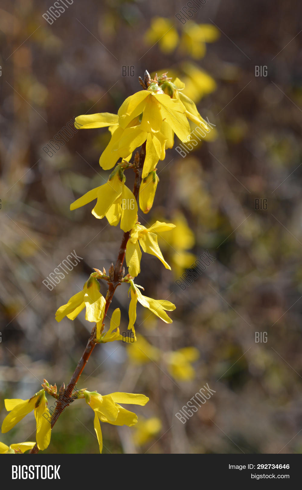 Forsythia Spectabilis Image Photo Free Trial Bigstock
