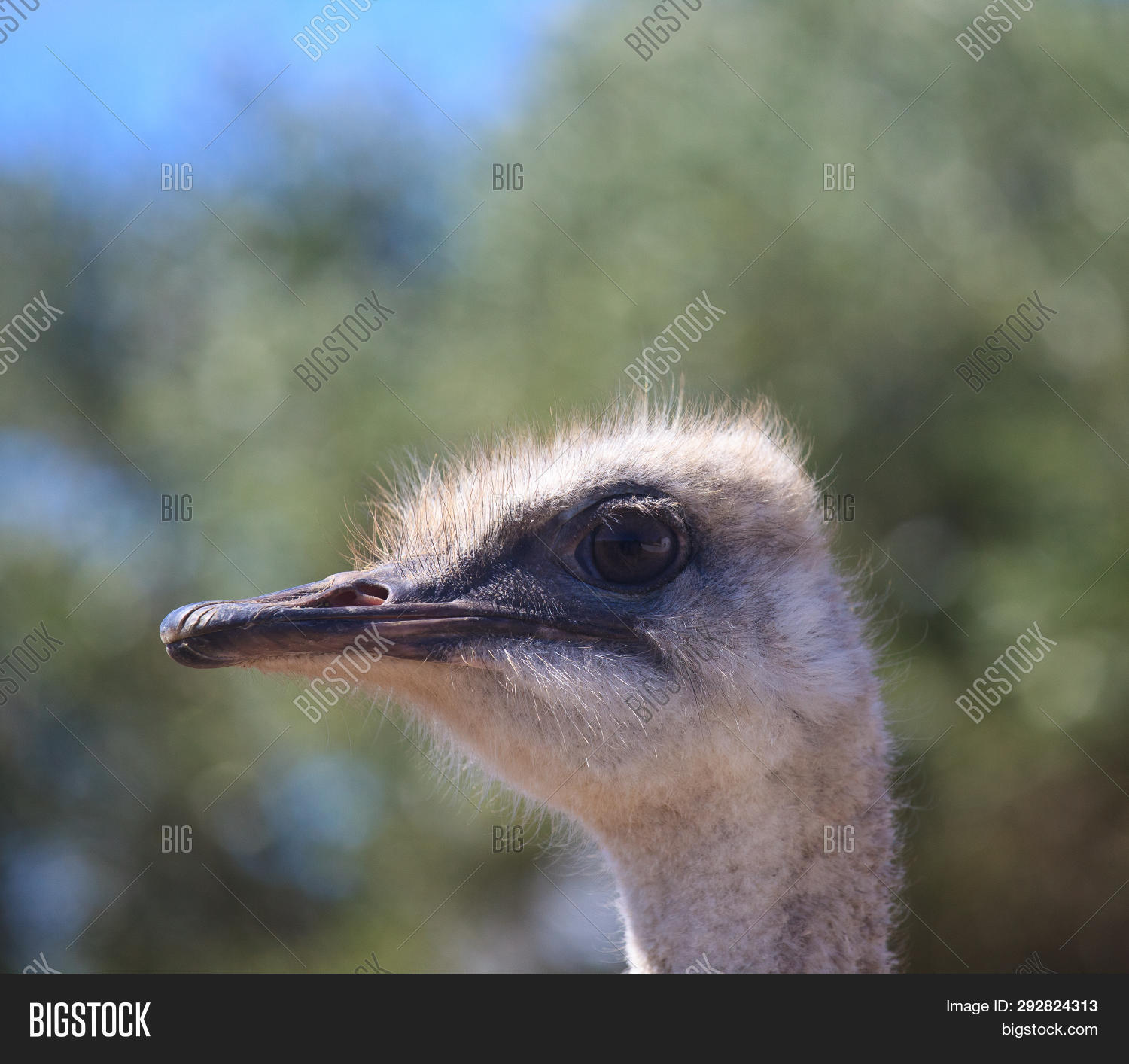 Profile Ostrich Close Image Photo Free Trial Bigstock