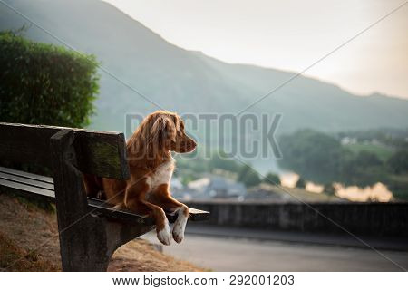 The Dog Sits On A Bench And Looks At The Dawn. Red Nova Scotia Duck Tolling Retriever, Toller In Nat