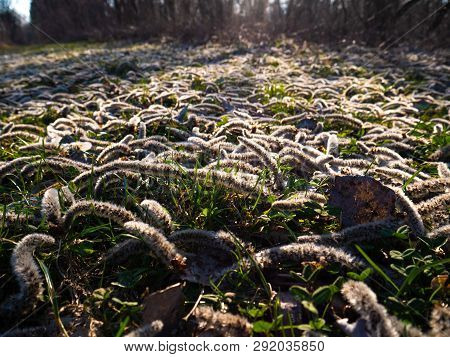 Poplar Inflorescence, Long Oblong Lying On The Grass