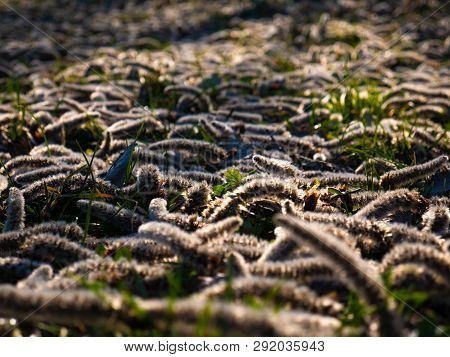 Poplar Inflorescence, Long Oblong Lying On The Grass