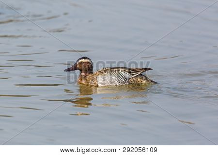 Side View Natural Swimming Male Garganey Duck (anas Querquedula)