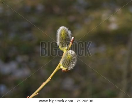 Jang Pussywillow