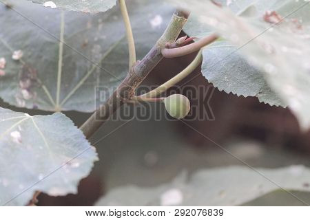 Fruit Of A Punjab Fig, Ficus Palmata.