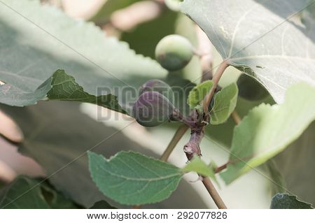 Fruit Of A Punjab Fig, Ficus Palmata.