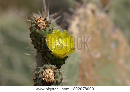 Flower Of A Prickly Pear, Opuntia Ficus-indica.