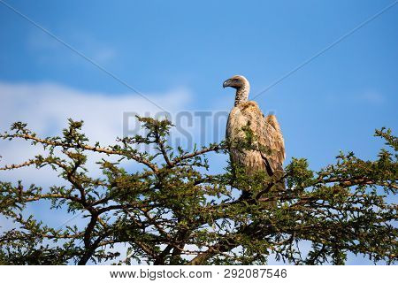 A Big Bird Of Prey Sits On A Branch