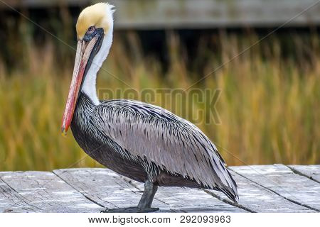A Group Of Brown Pelican Resting Around In Amelia Island, Florida