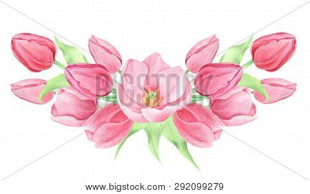 Watercolor  Spring  Flowers On The White Background. Bouquet Of Pink Tulips