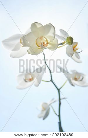 White Orchids On Sun Light, The Green Bud, A New Flower, A Butterfly, Macro, Phalaenopsis, Doritis,