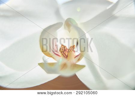 White Orchids On Sun Light, The Green Bud, A New Flower, A Butterfly, Macro, Phalaenopsis, Doritis,