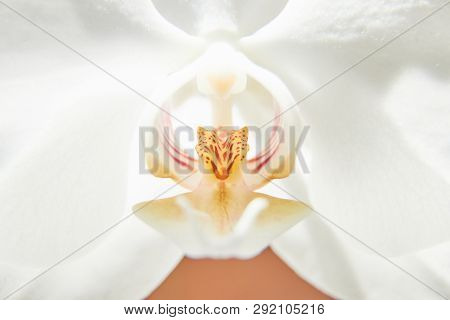 White Orchids On Sun Light, The Green Bud, A New Flower, A Butterfly, Macro, Phalaenopsis, Doritis,